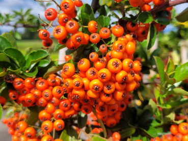 Feuerdorn Orange Glow Pyracantha